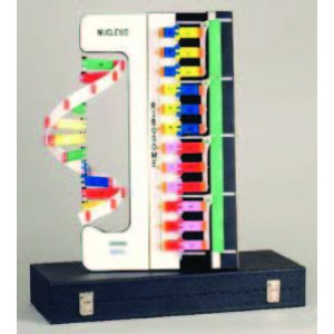 DNA-RNA-Protein Synthesis Model Kit